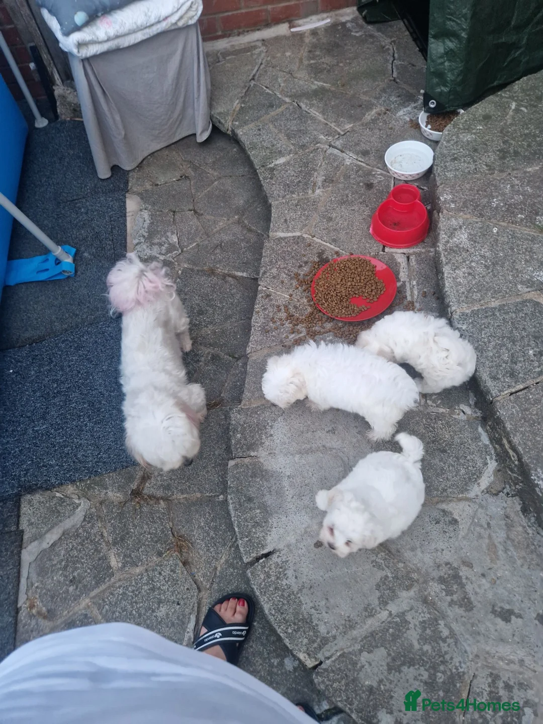 Havanese dogs for sale: Puppy havanesse - Advert 2
