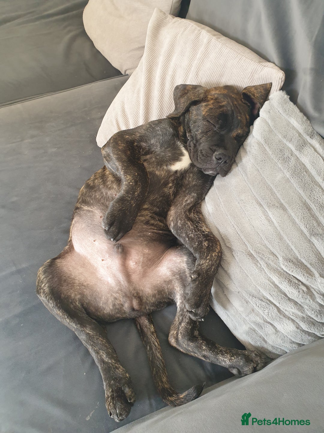 Mixed Breed dogs for sale: Presa bulldog  - Image 4