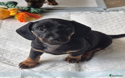 Miniature Dachshund dogs for sale: Adorable Minature Daschunds  - Image 10
