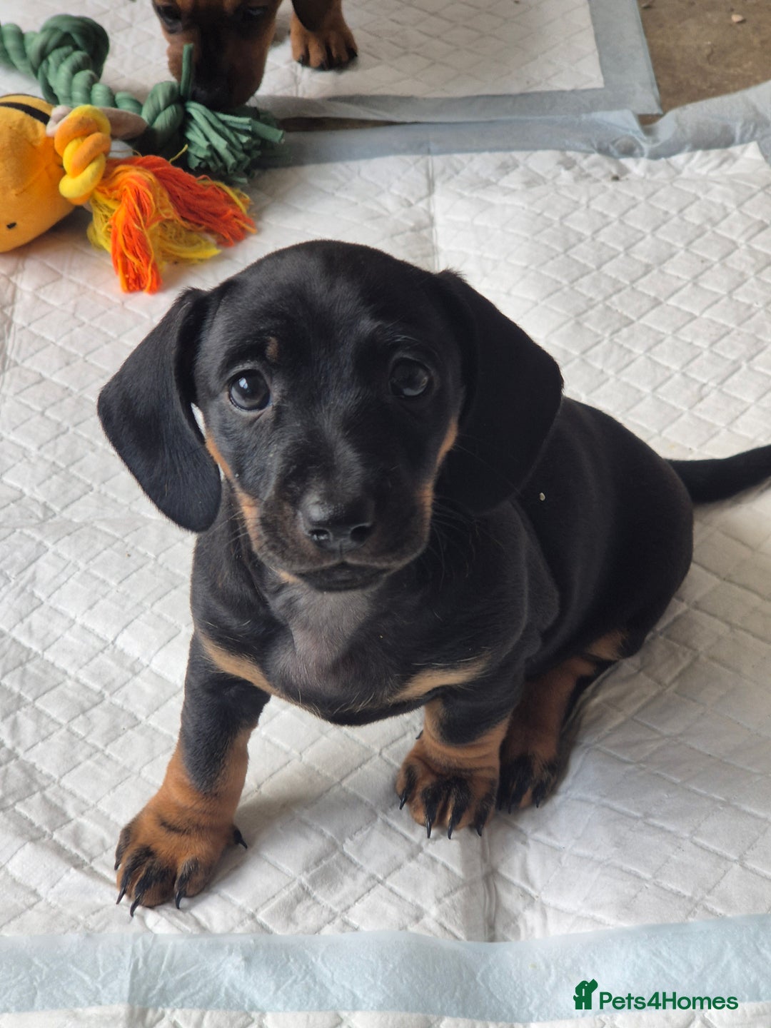 Miniature Dachshund dogs for sale: Adorable Minature Daschunds  - Image 10