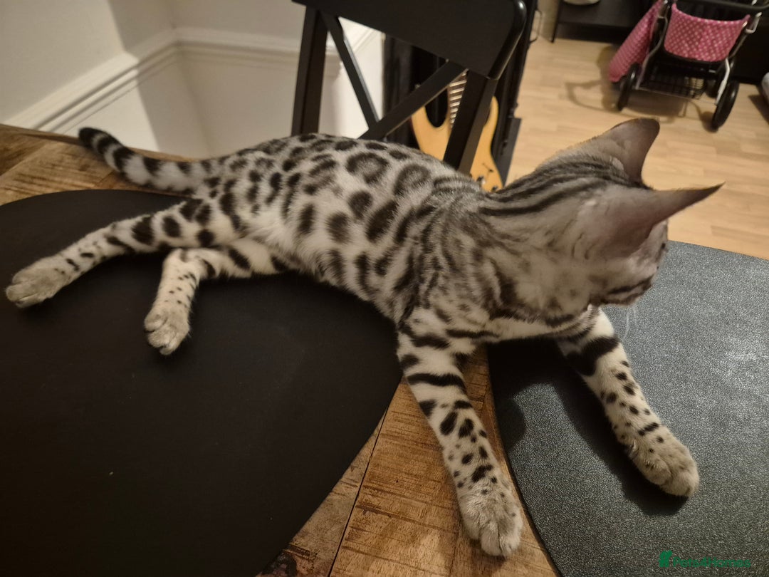 Bengal cats for sale: Silver bengal kitten female - Advert 3