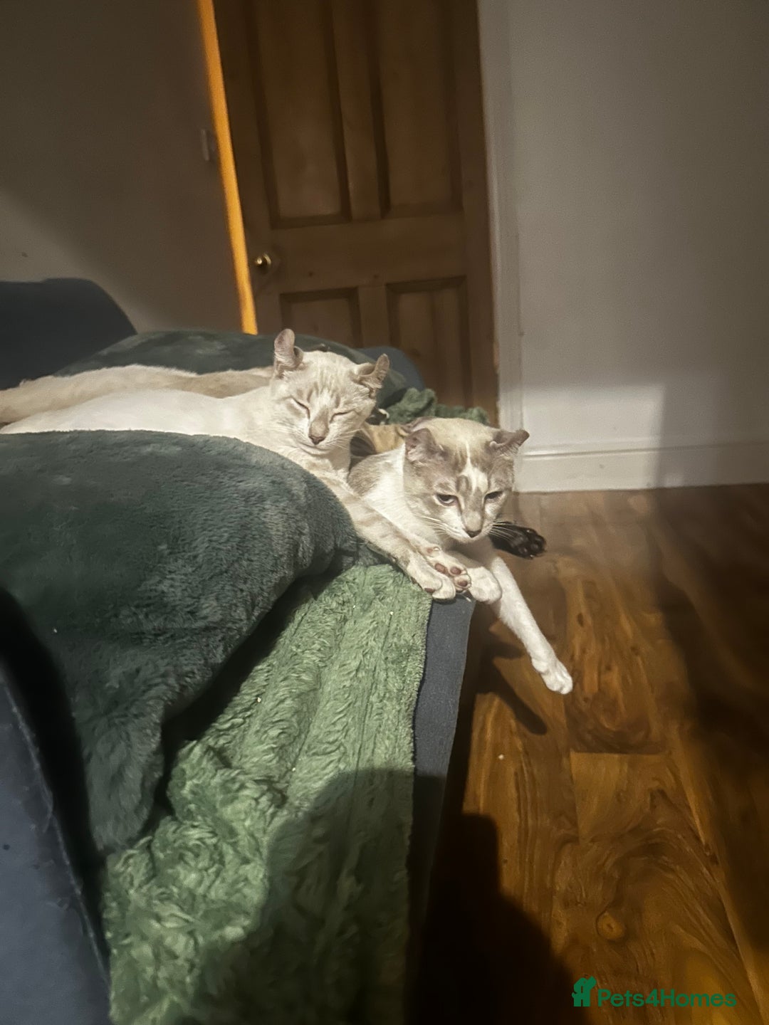 Sphynx cats for sale: Sphynx Brothers  - Image 4