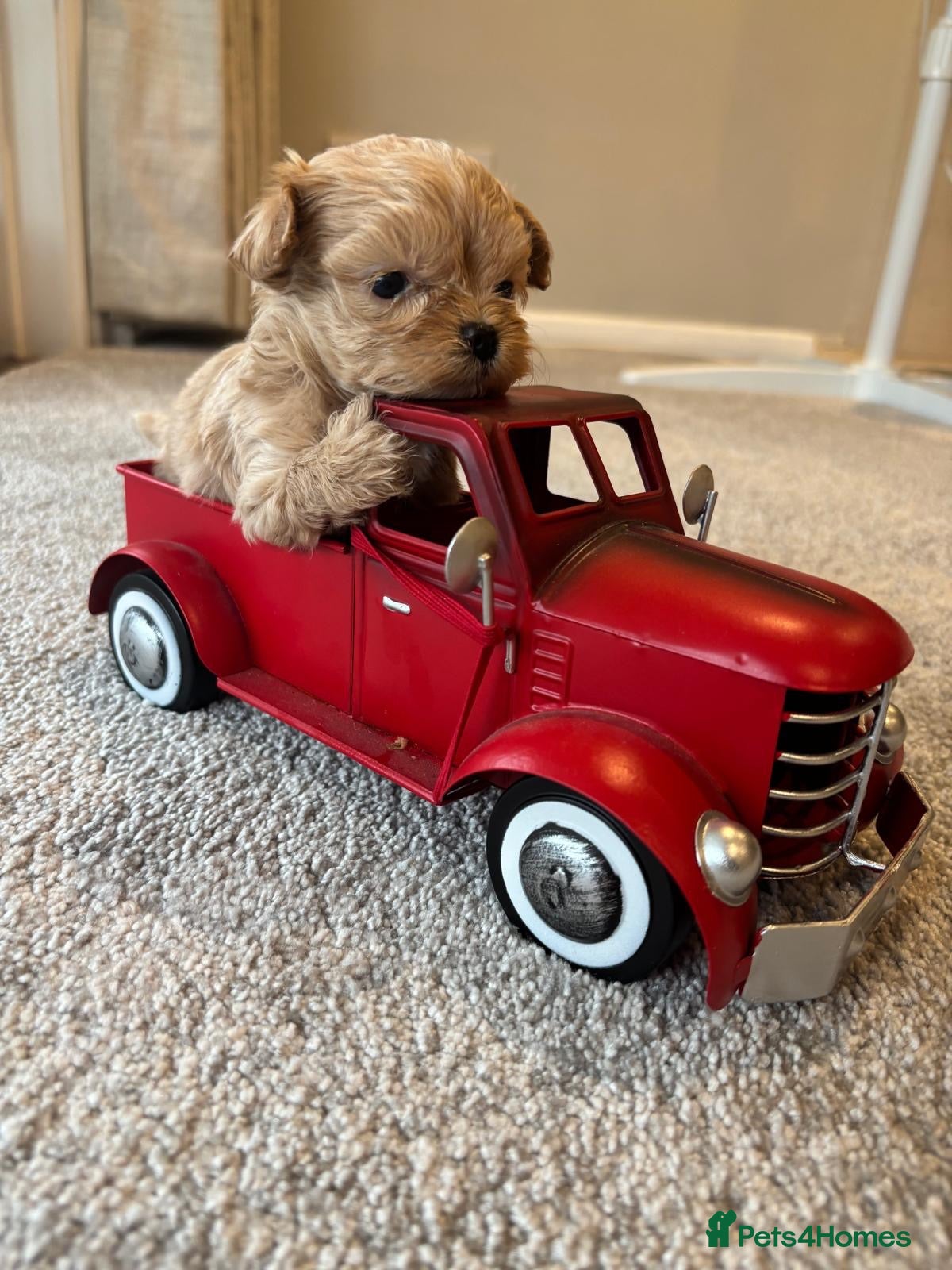 Maltipoo dogs Maltese cross Asian toy poodle  - Advert 2