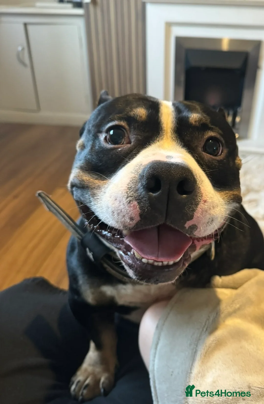 Mixed Breed dogs for sale: 4 year old microbully - Advert 10