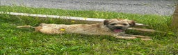 Border Terrier dogs for sale: Beautiful Border Terriers - Advert 5