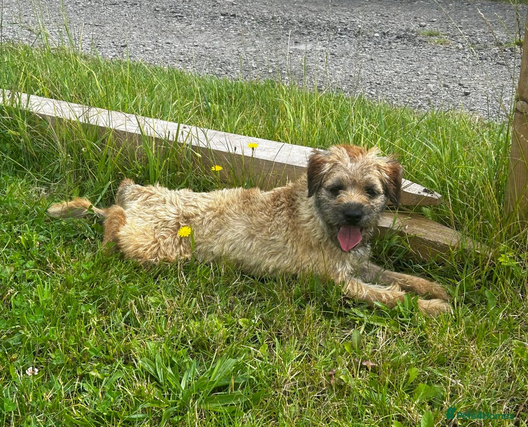 Border Terrier dogs for sale: Beautiful Border Terriers - Advert 5