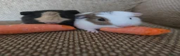 Mixed Breed rodents for sale: 2 bonded boys rtl - Advert 2