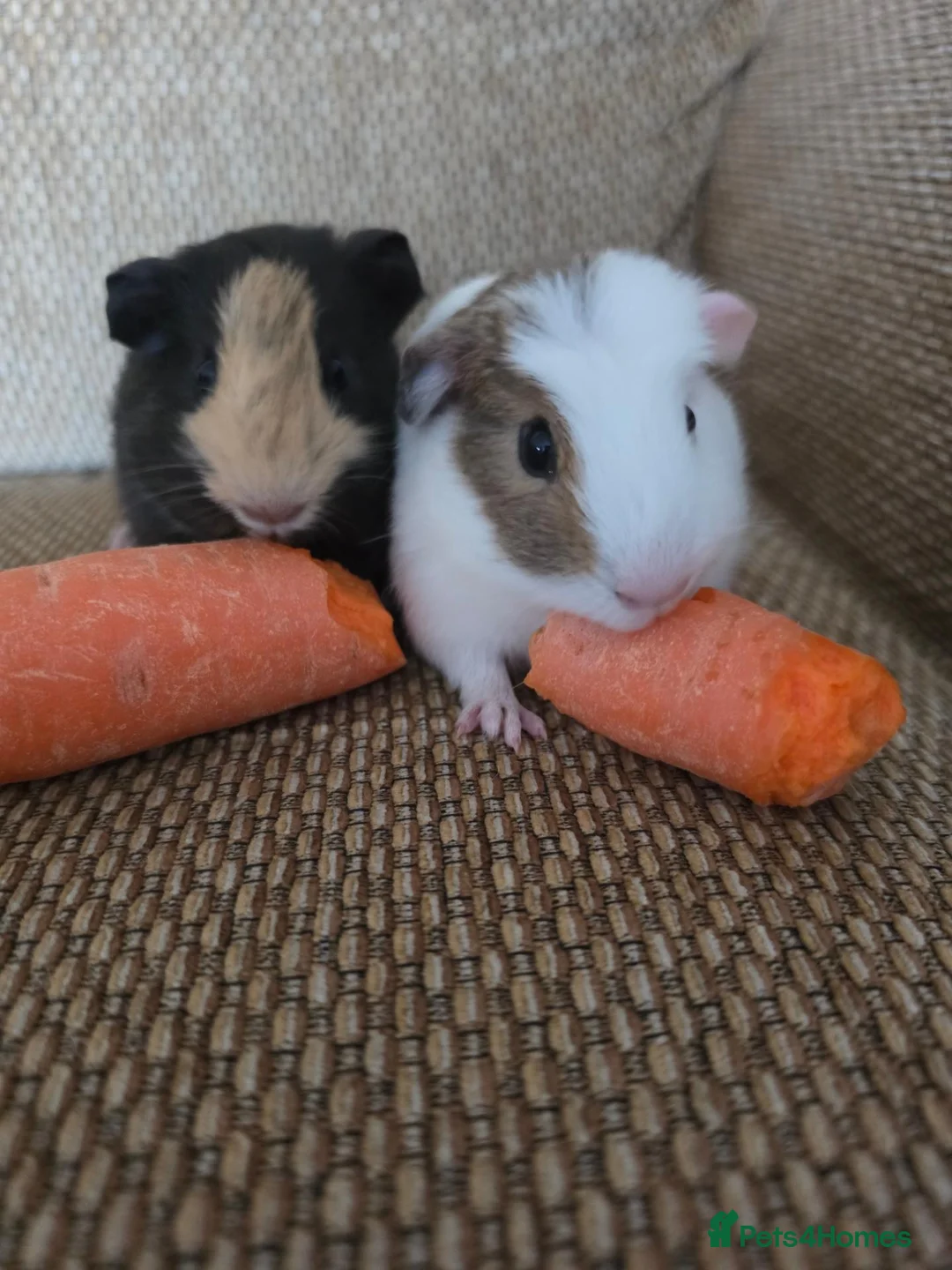 Mixed Breed rodents for sale: 2 bonded boys rtl - Advert 2