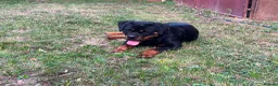 Rottweiler dogs for sale: Female Rottweiler 16 months old for show& breeding - Advert 1