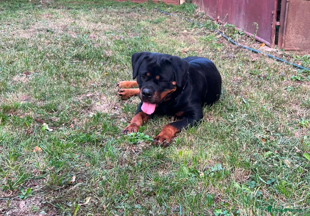 Rottweiler dogs for sale: Female Rottweiler 16 months old for show& breeding - Advert 1