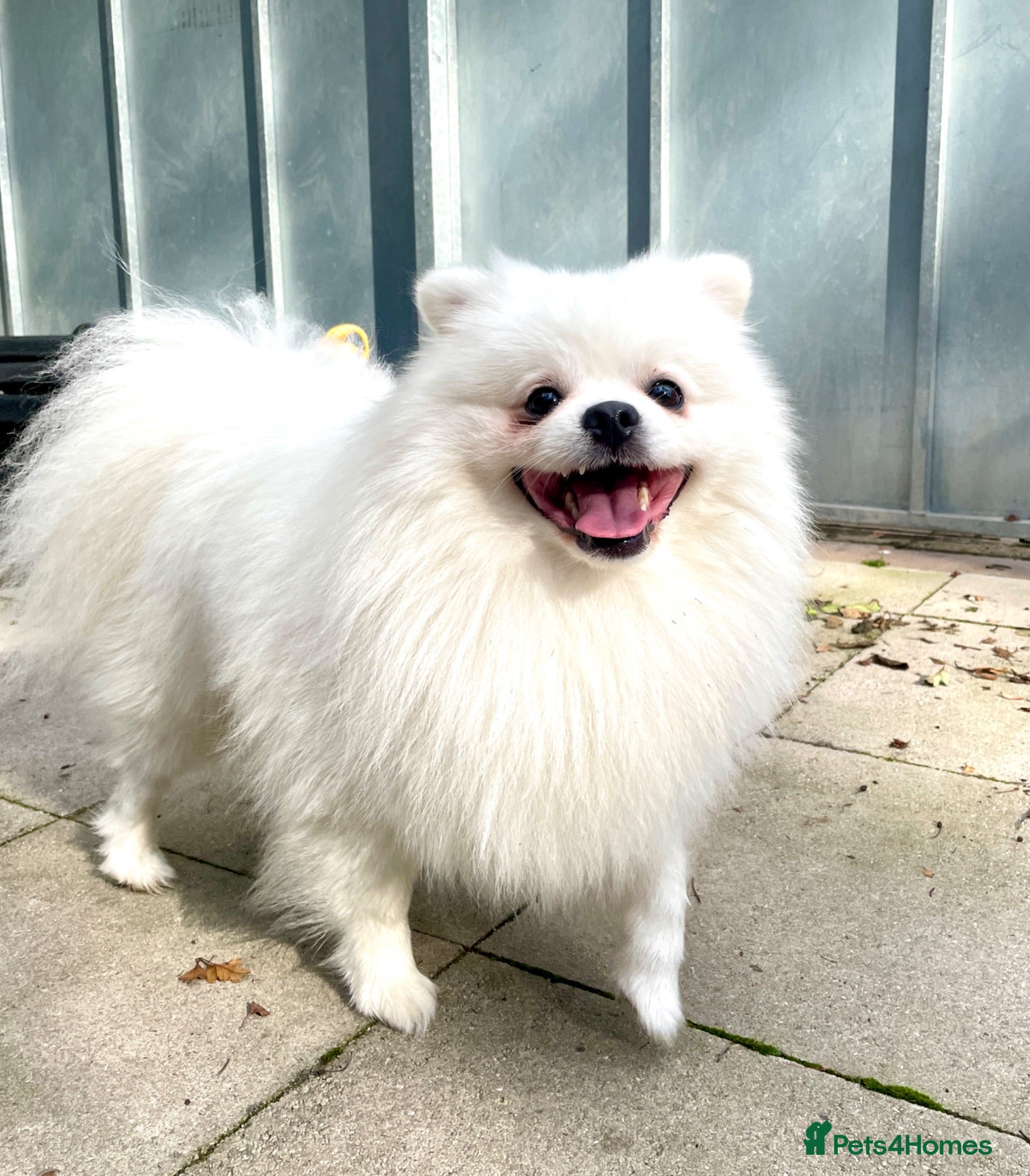 Pomeranian dogs 🐾 POMERANIAN STUD AVAILABLE 🐾 - Advert 1