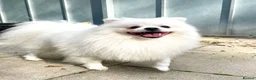 Pomeranian dogs for stud: 🐾 POMERANIAN STUD AVAILABLE 🐾 in Nottingham - Advert 1