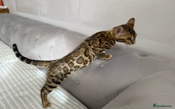 Bengal cats for sale: 💕 Pedigree Rosetted bengal kittens 💕 - Image 6
