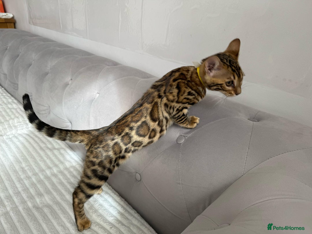 Bengal cats for sale: 💕 Pedigree Rosetted bengal kittens 💕 - Image 6