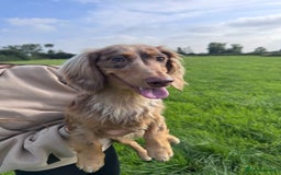 Dachshund dogs for stud: Chocolate Dapple Long-Haired Dachshund stud - Image 3
