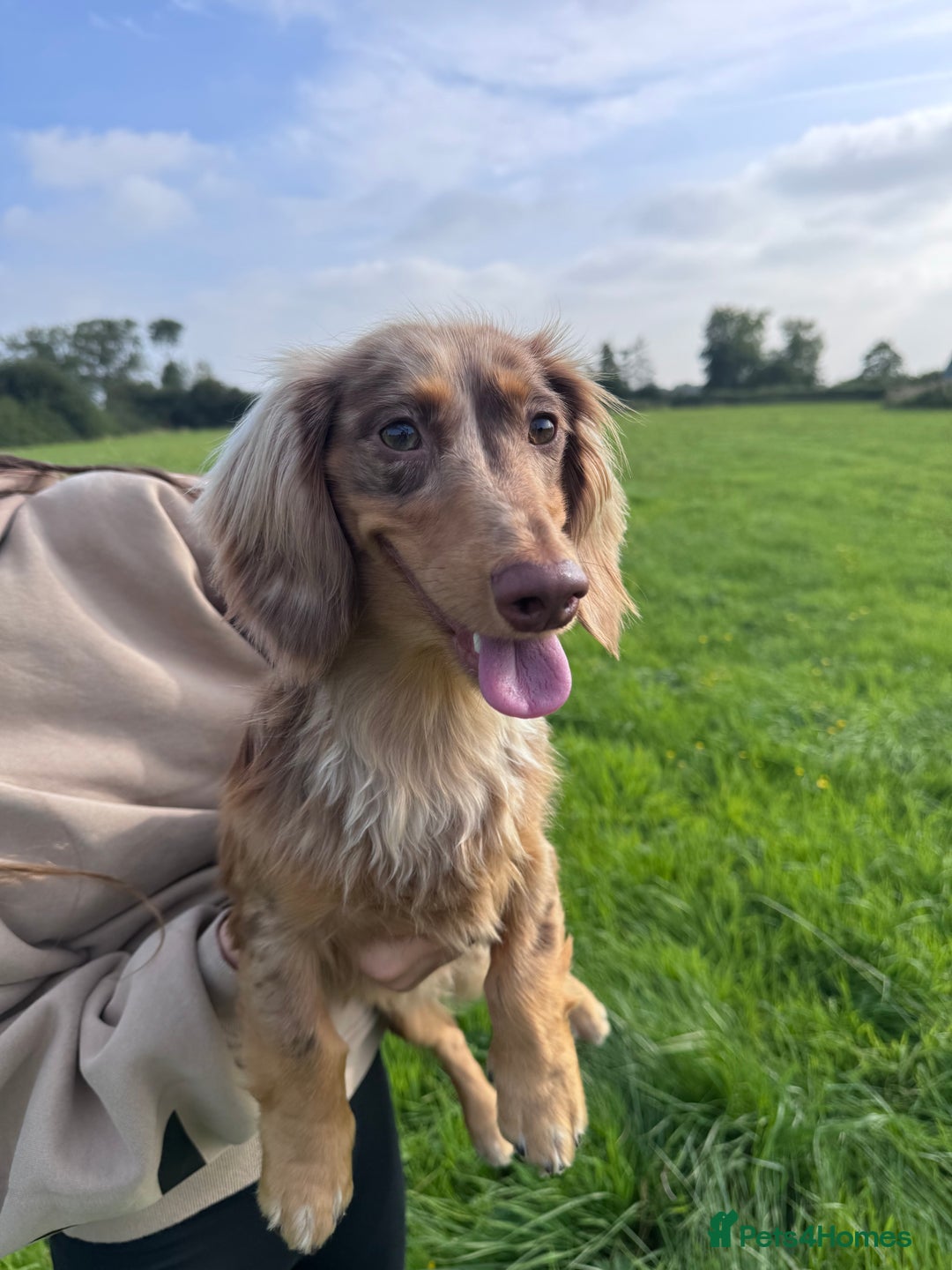 Dachshund dogs for stud: Chocolate Dapple Long-Haired Dachshund stud - Image 3