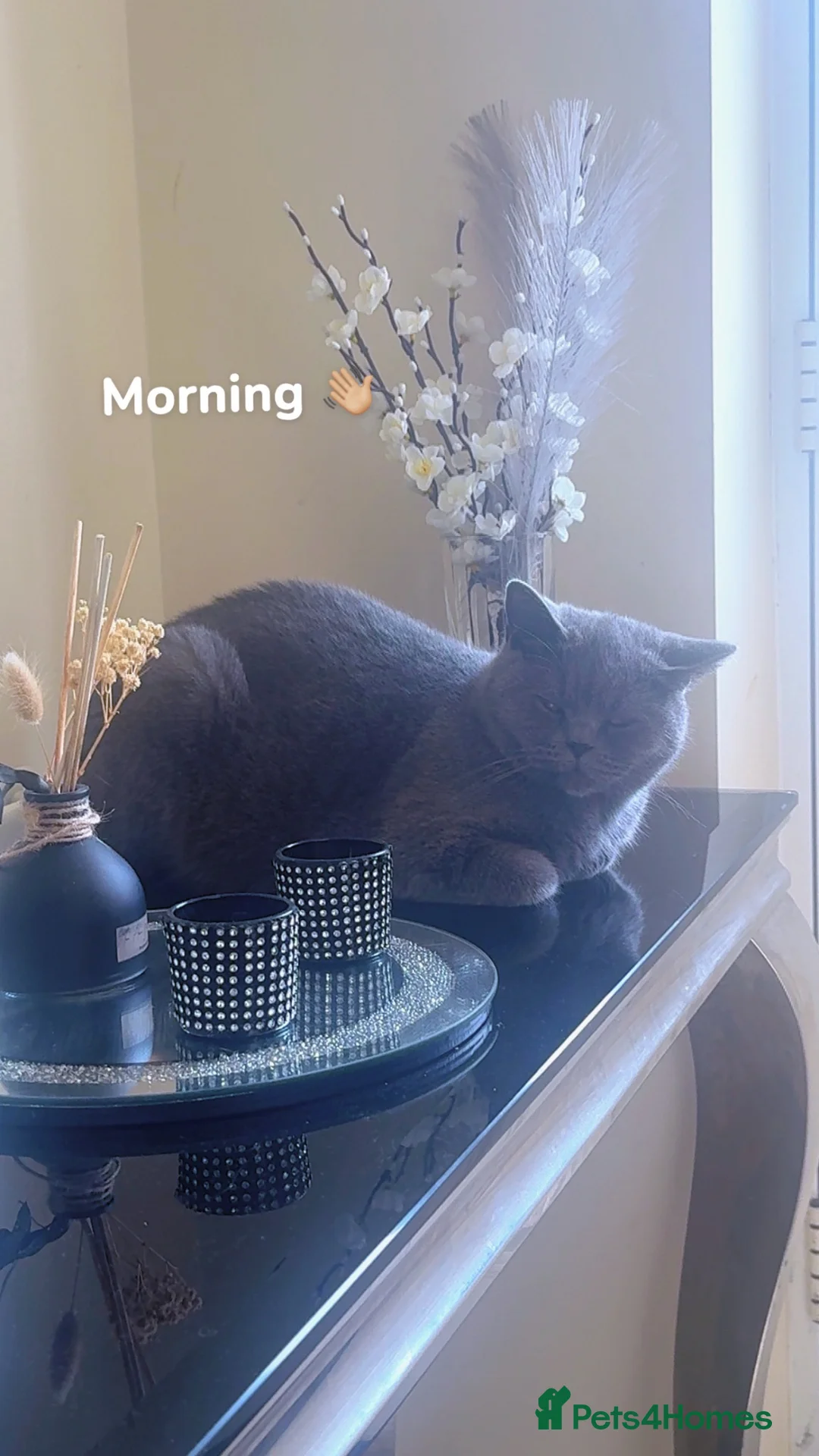 British Shorthair cats for sale: Beautiful British Shorthair Kitten for Sale  - Advert 7