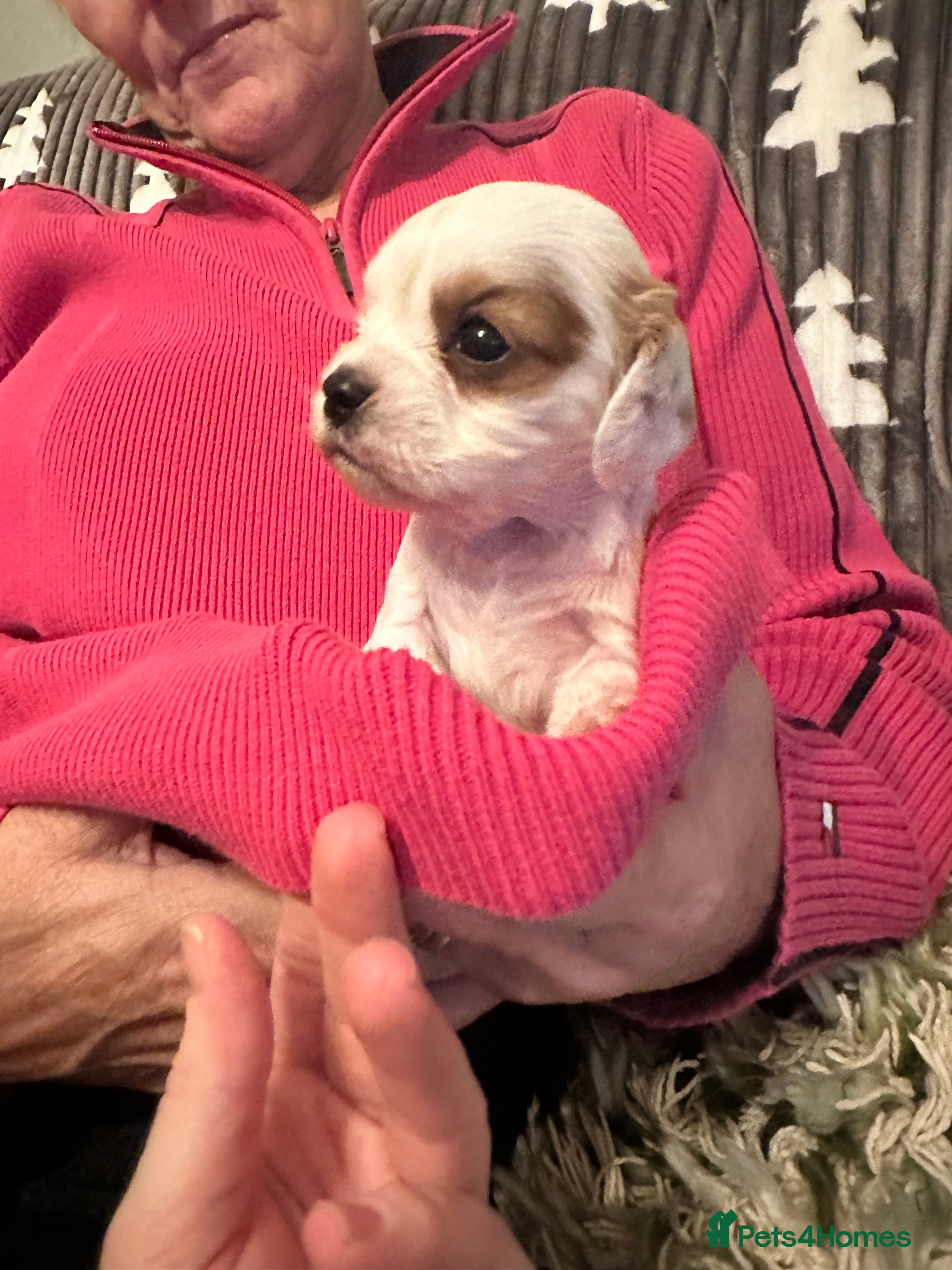 Mixed Breed dogs Cockalier puppies  - Advert 13