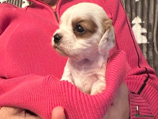 Mixed Breed dogs Cockalier puppies - Advert 10