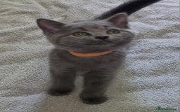 British Shorthair cats for sale: British Blue shorthair kittens £400 - Image 9