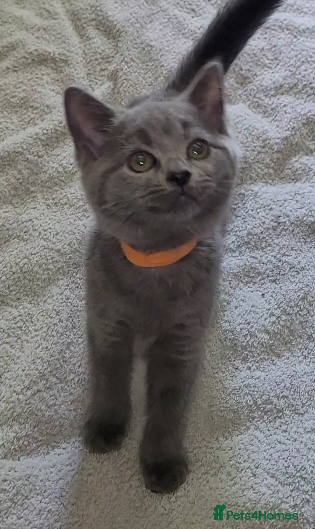 British Shorthair cats for sale: British Blue shorthair kittens £400 - Image 9