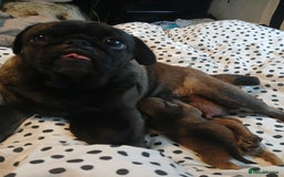 Pug dogs for sale: Beautiful pug puppies - Advert 5