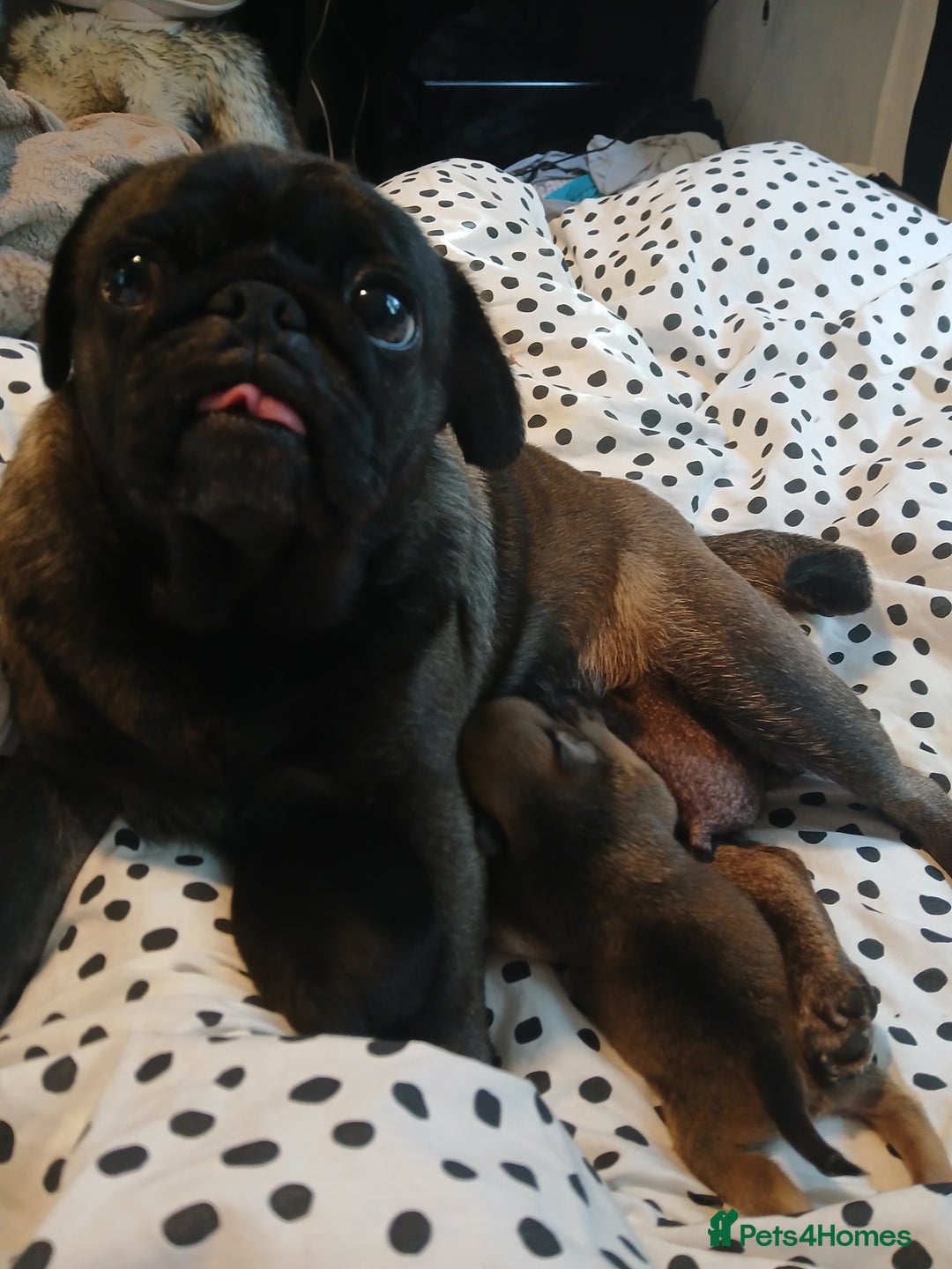 Pug dogs for sale: Beautiful pug puppies - Advert 5