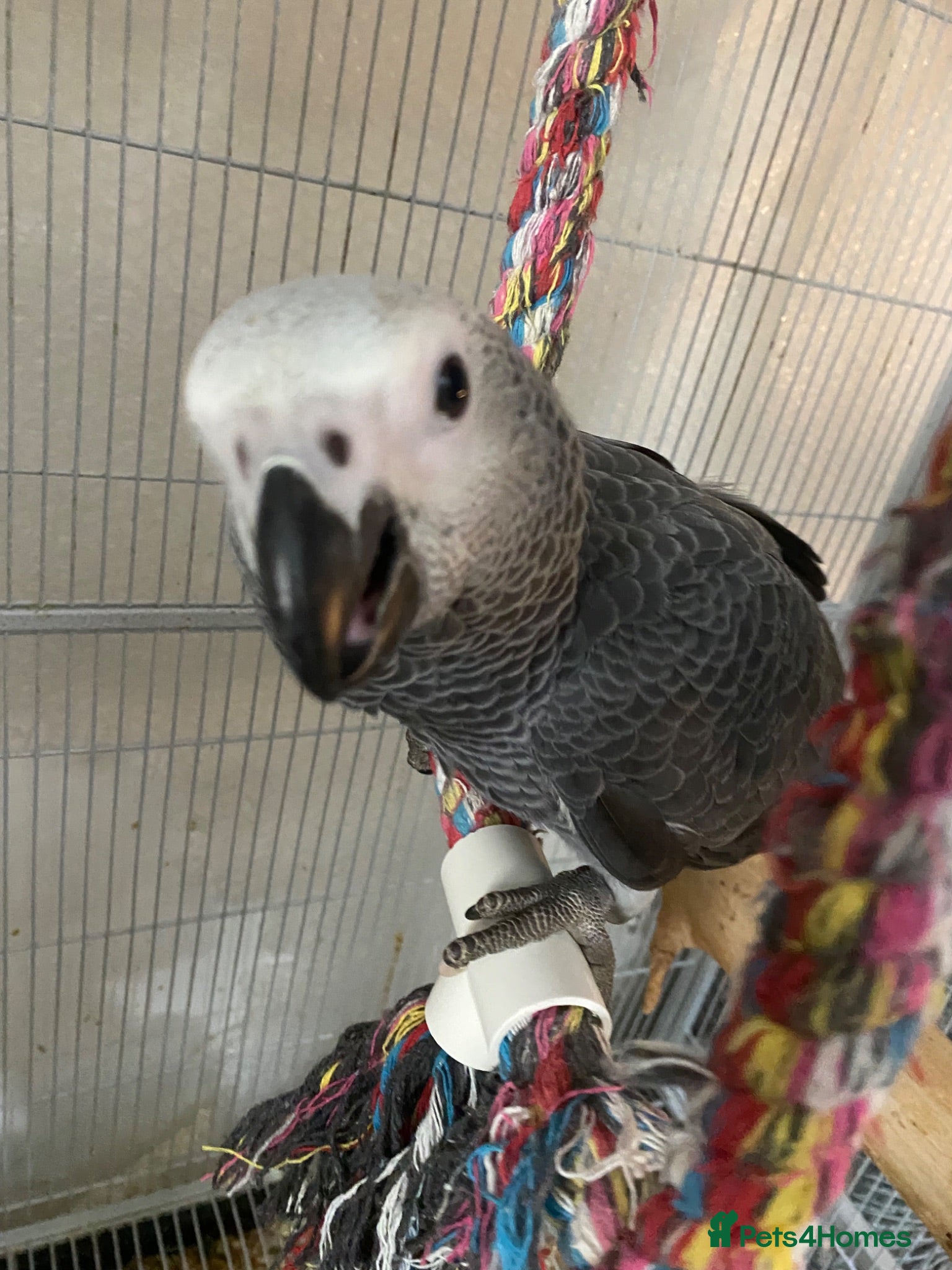 Parrots birds 2 MALES LEFT Super cuddly baby African greys  - Advert 8