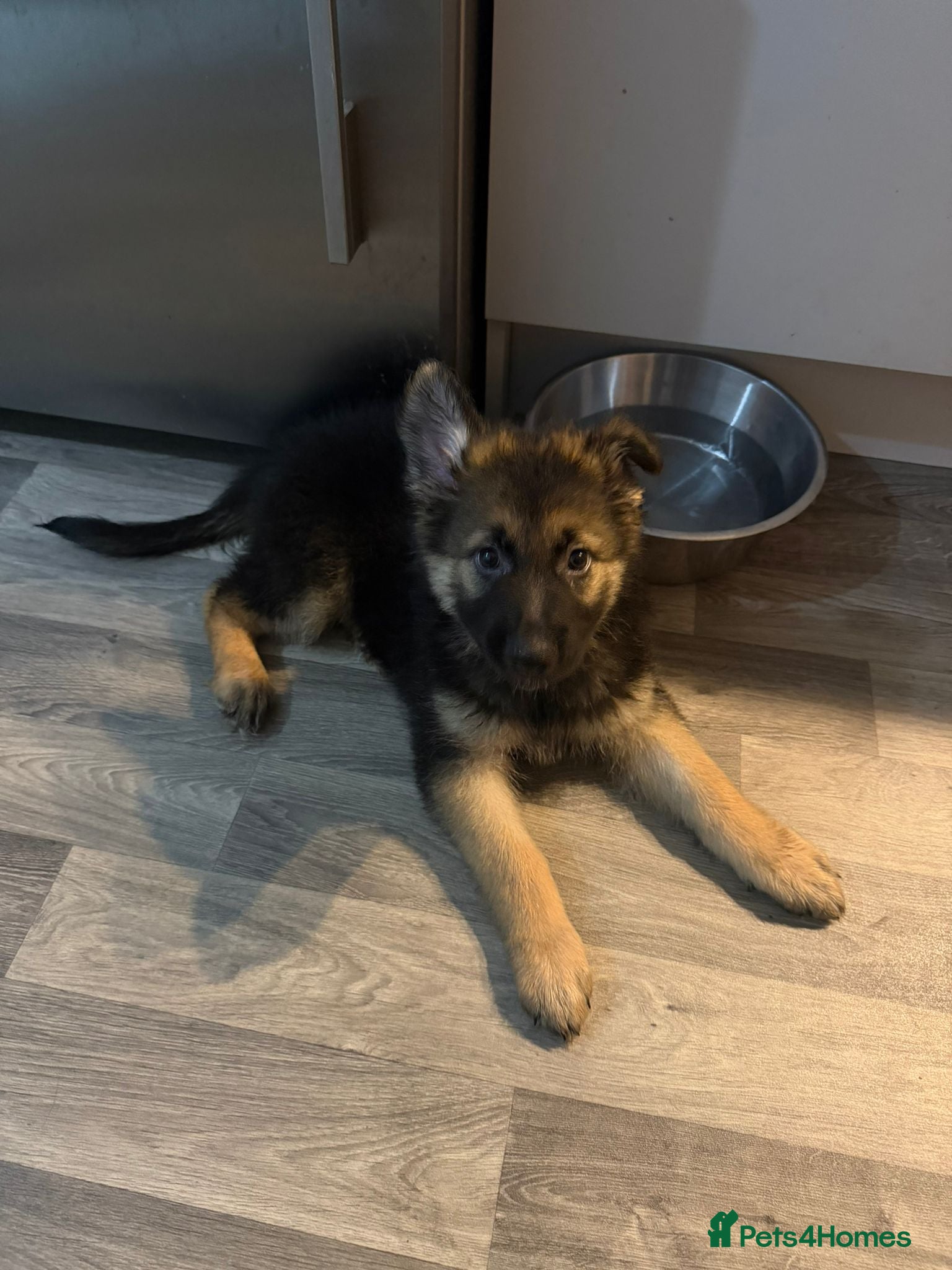 German Shepherd dogs German Shepherd Puppies - Advert 11