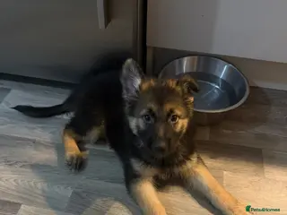 German Shepherd dogs German Shepherd Puppies - Advert 11
