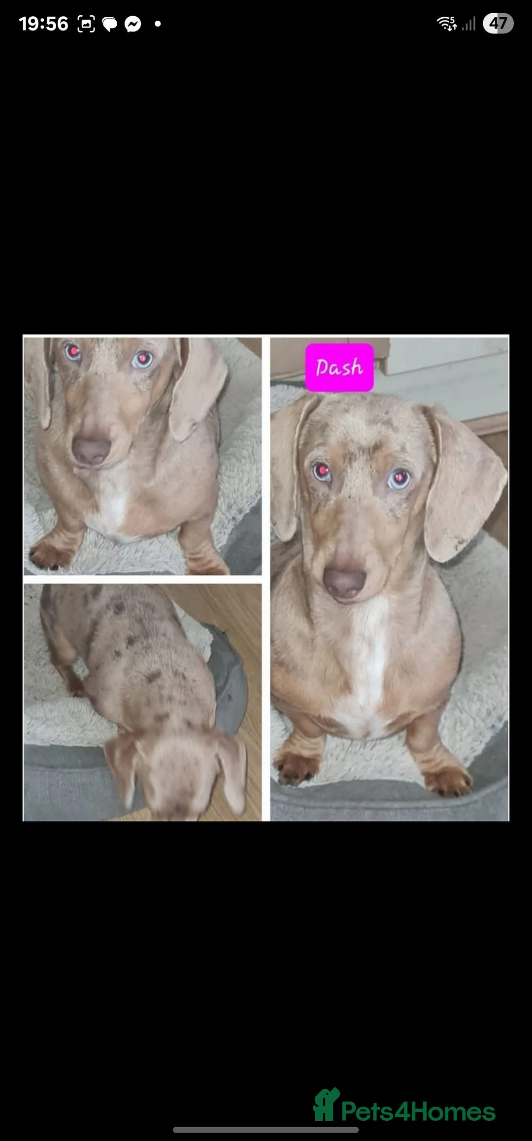 Dachshund dogs for sale: Miniature dachshund puppies  - Advert 17