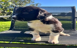 Mixed Breed dogs for sale: ⚫️ Well-natured, healthy Sprollies ⚪️ - Image 12