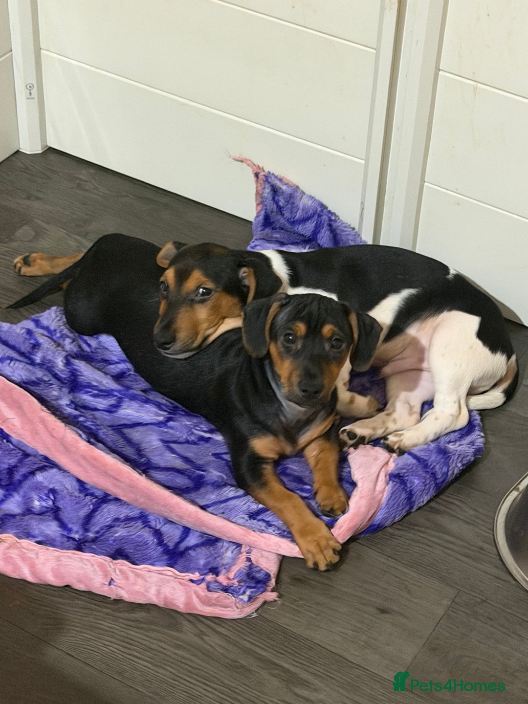 Jack Russell dogs for sale: LAST Jack Russell Puppy READY TO GO - Advert 2