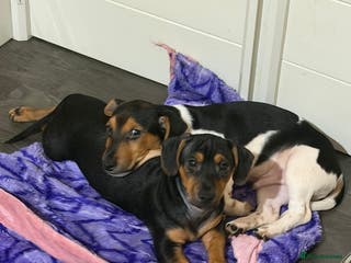 Jack Russell dogs LAST 2 Jack Russell Puppies READY TO GO - Advert 1