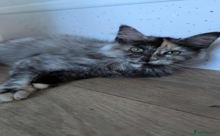 Maine Coon cats - Advert 4