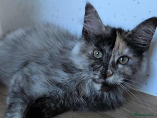 Maine Coon cats - Advert 4
