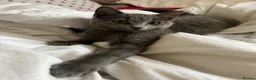 Mixed Breed cats for sale: Beautiful gray female kitten - Advert 5