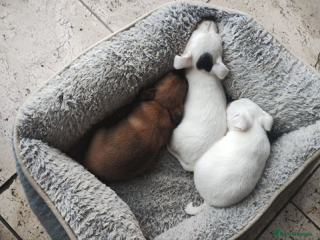 Jack Russell dogs for sale: Beautiful Jack Russel Puppies - Advert 5