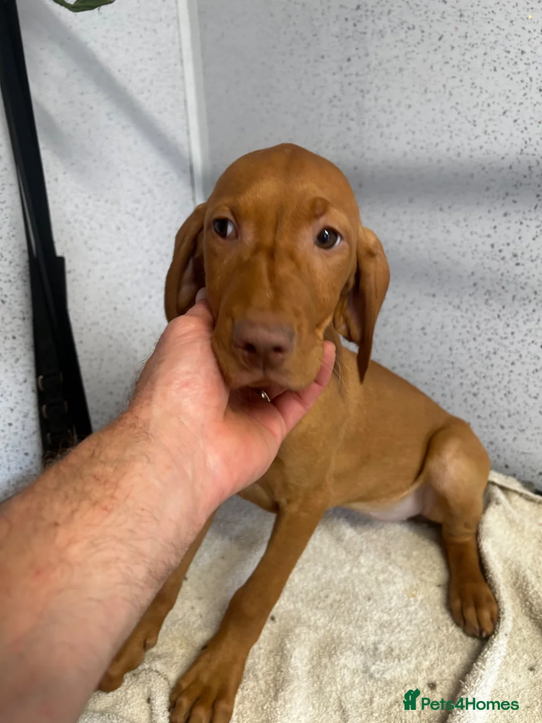 Hungarian Vizsla dogs for sale: Two stunning vizsla girls  - Advert 2