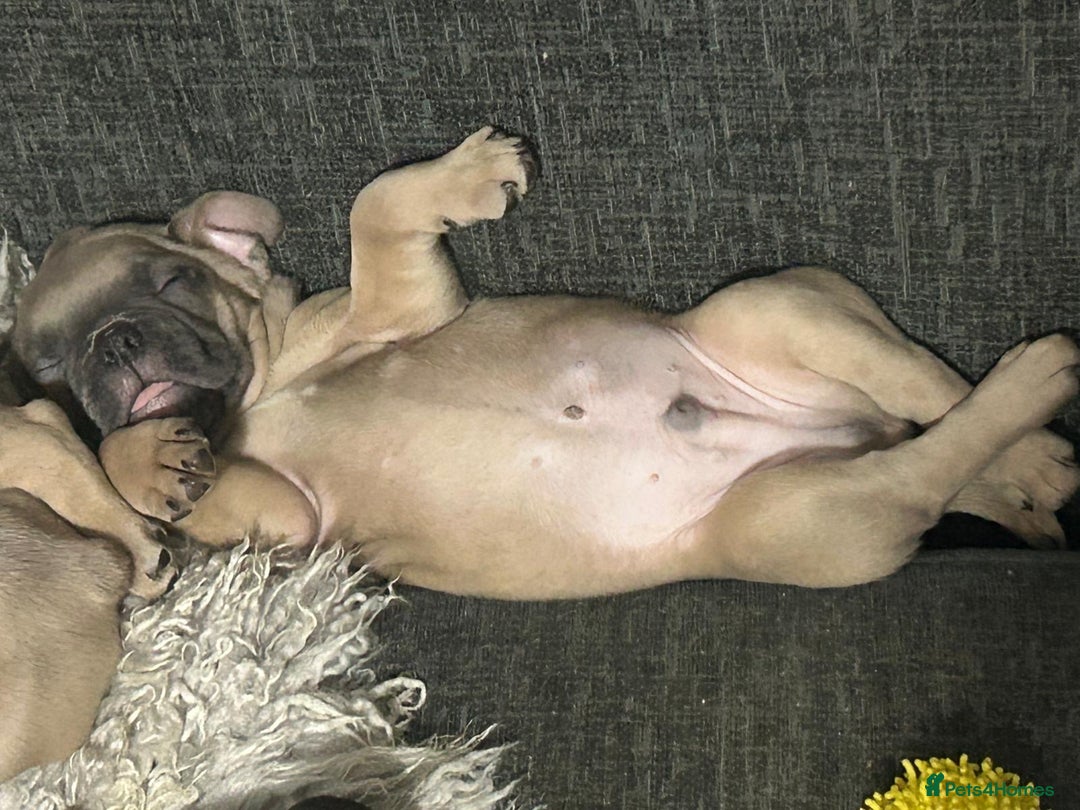 French Bulldog dogs for sale: Frenchie pups for sale  - Image 8