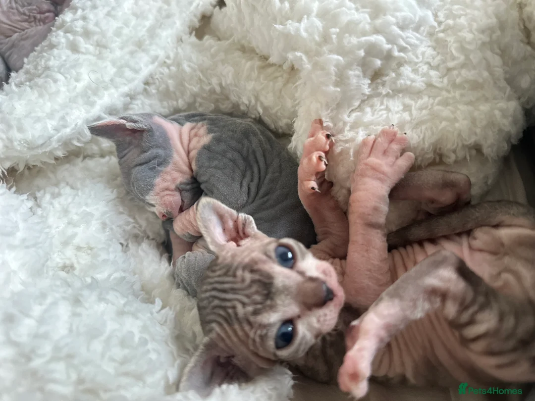 Sphynx cats for sale: Beautiful sphynx kittens from a mum and dad home - Advert 18