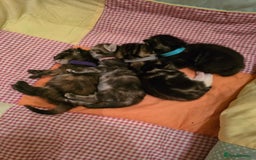 Mixed Breed cats for sale: The Fab Four - Advert 6
