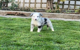 Border Collie dogs for sale: Border Collies READY NOW - Image 17