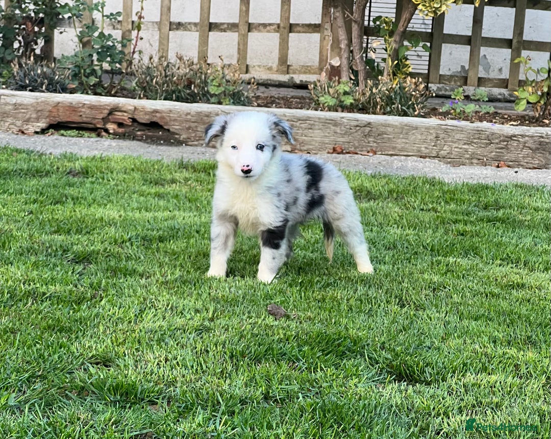Border Collie dogs for sale: Border Collies READY NOW - Image 17