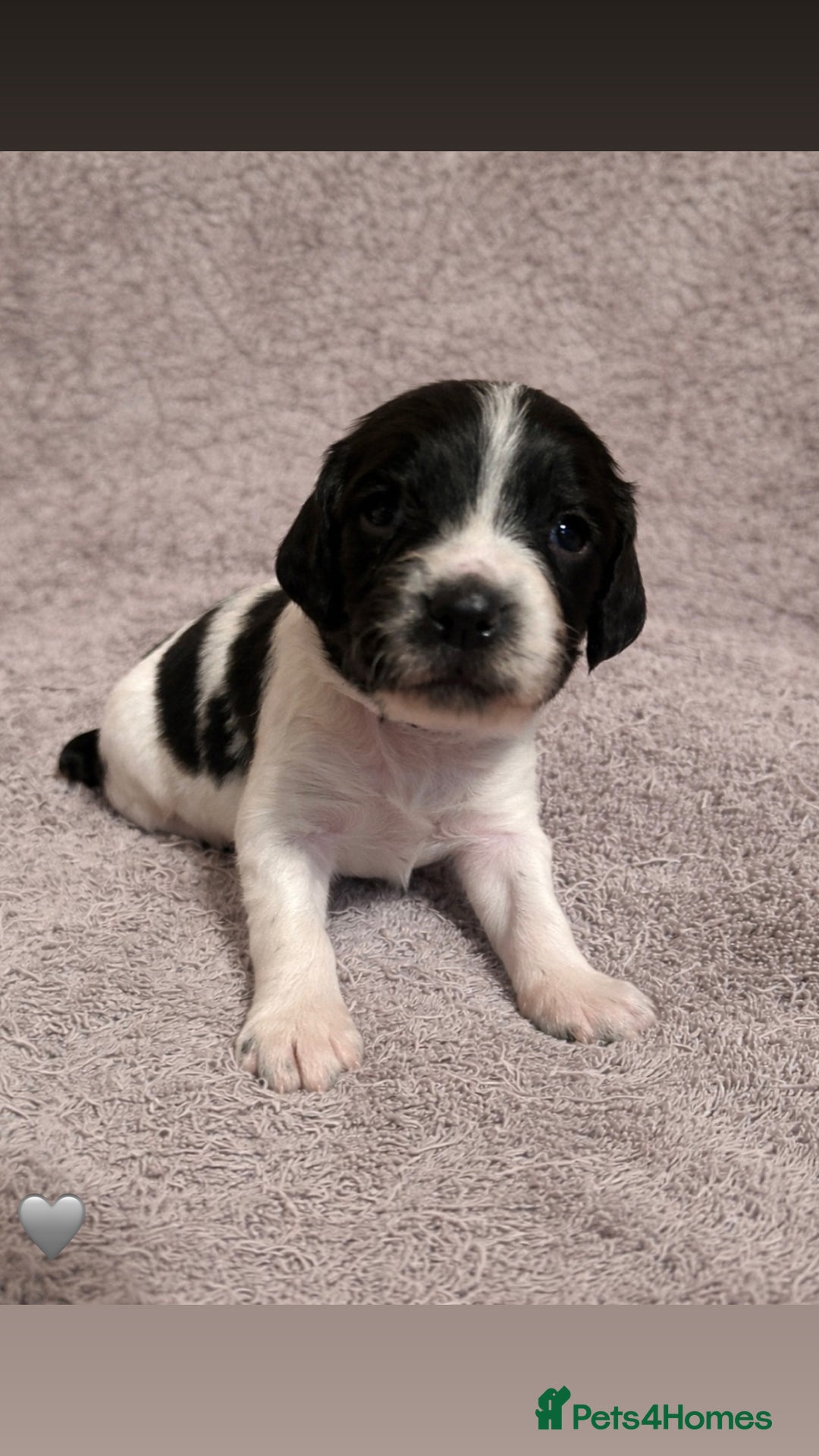 English Springer Spaniel dogs for sale: KC Registered Working Springer Spaniel Puppies  - Advert 9