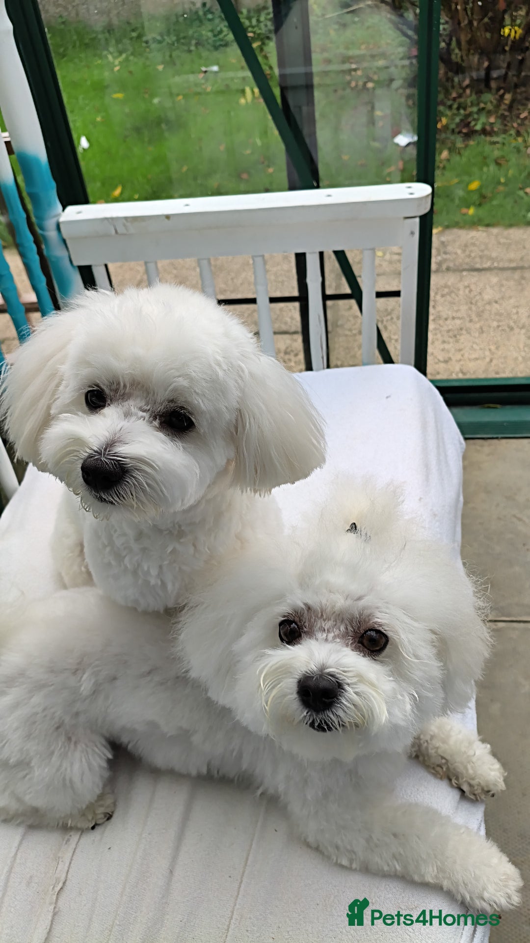 Maltipoo dogs for stud: Only for stud - Advert 7