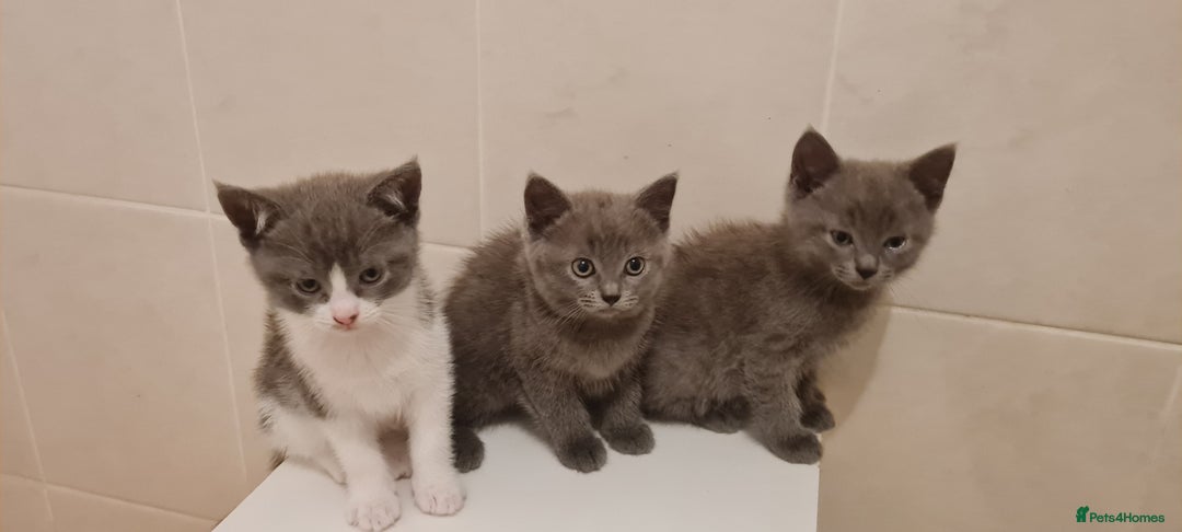 Russian Blue cats for sale: Beautiful Russian Blue Kittens  - Advert 3