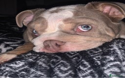 English Bulldog dogs for stud: STUD LOUIS V - BULLDOG  - Image 13