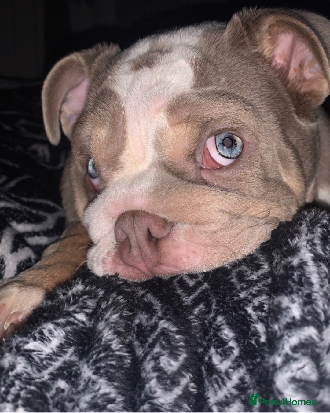 English Bulldog dogs for stud: STUD LOUIS V - BULLDOG  - Image 13