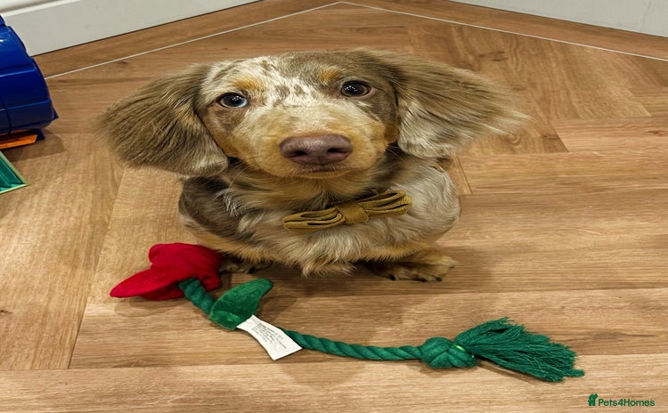 Miniature Dachshund dogs - Advert 1